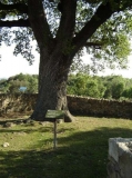 Roure centenari catalogat del Giol