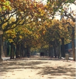 Passeig del municipi a la tardor