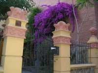 El carrer de Sant Francesc a la primavera