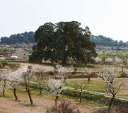 impressionant alzina anomenada -la Carrasca- a les afores de Maials