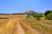 Camps de Granyena de Segarra, temps de segar i batre.