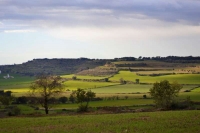 Tarda plujosa a la Segarra i paisatge verd de sembrats.