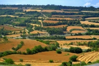 Camps de Montoliu en temps de segar i batre.