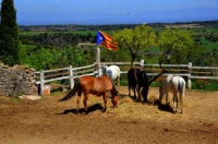 Cavalls al municipi de l'Ametlla de Segarra.