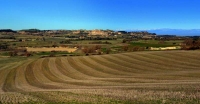 Camps deTalavera, la Segarra.