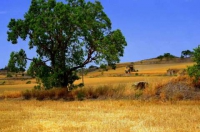 Temps de segar i batre a Tarroja de Segarra, paisatge.