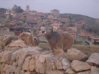 Montell, el poble, es un pesebre... i just junt a la Torre i lesglesia, hi ha el restaurant Cal Tupinet de Montell